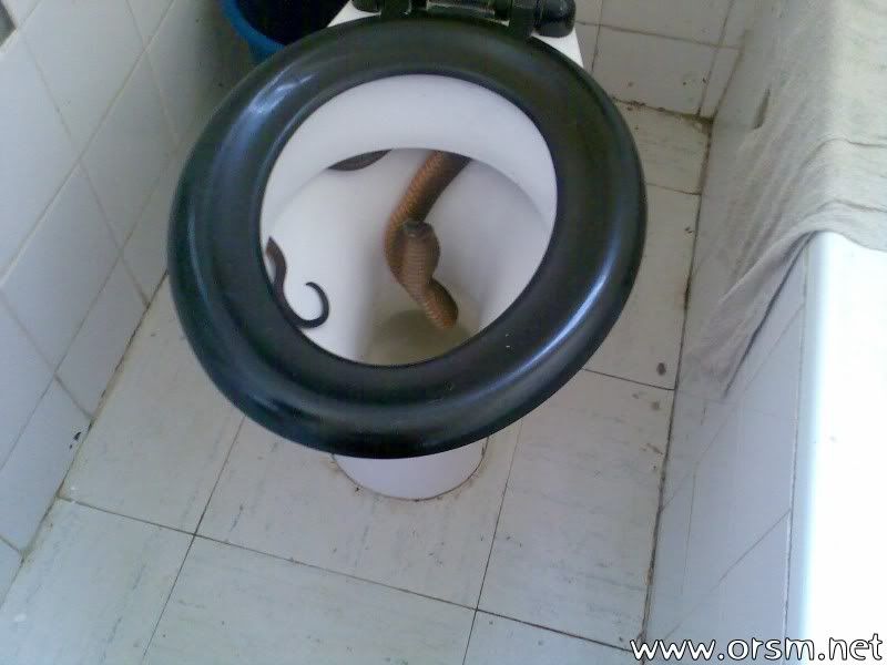 toilet_cobra_01.jpg
