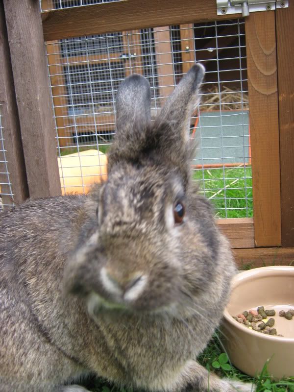 rabbit2011.jpg