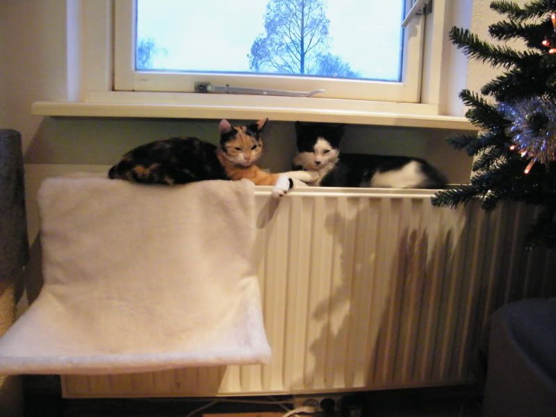 DSCF6959.jpg
