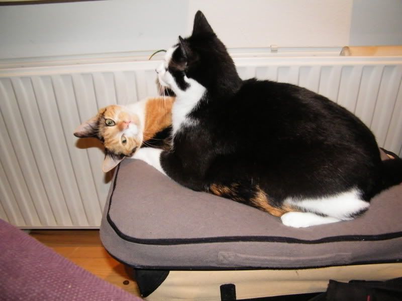 DSCF8198.jpg