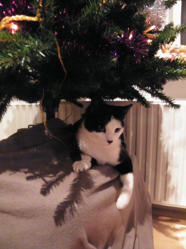 DSCF8294.jpg