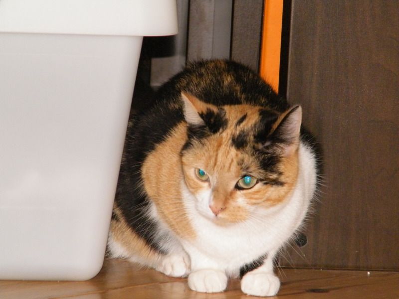 DSCF8709.jpg
