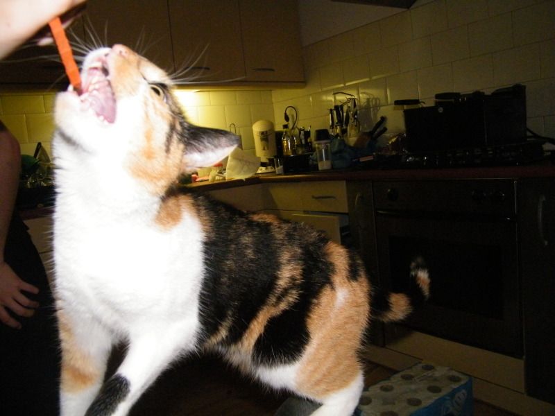 DSCF8727.jpg