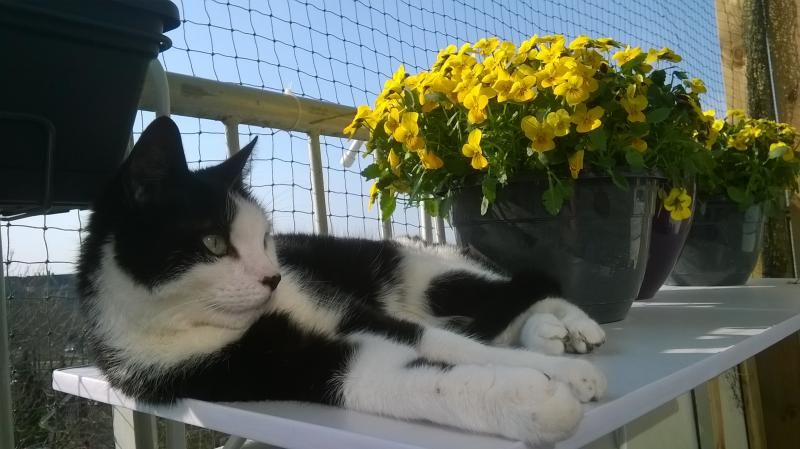 kat1_zps2d594c60.jpg