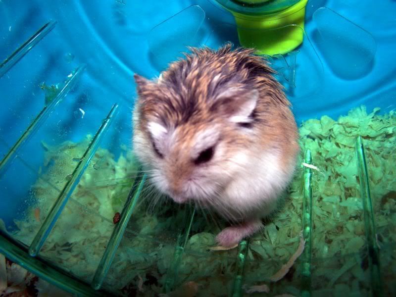 <img:http://img.photobucket.com/albums/v303/kipperloony/800px-Roborovski_Dwarf_Hamster_-_Co.jpg>