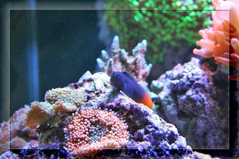 bi colorblenny0906Mediumnewcolor - our 140 cube tank