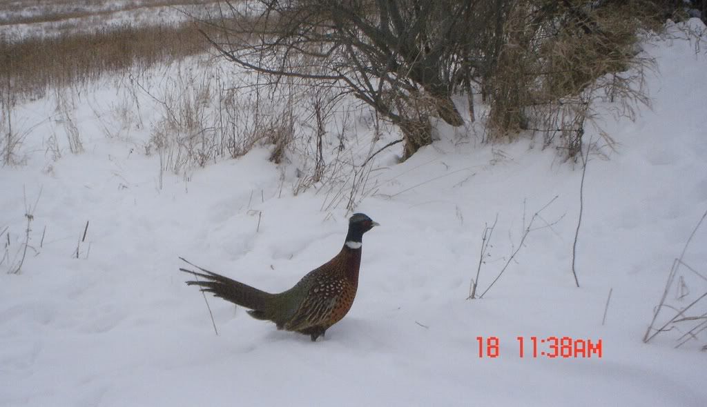 pheasant-1.jpg