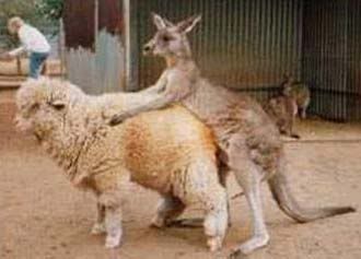 qantas_merger.jpg