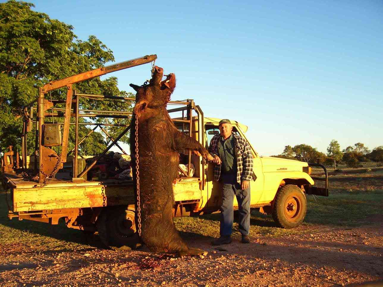 FeralPig.jpg