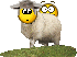 kiwi.gif