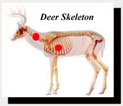 deer-skeleton0neckshot.jpg