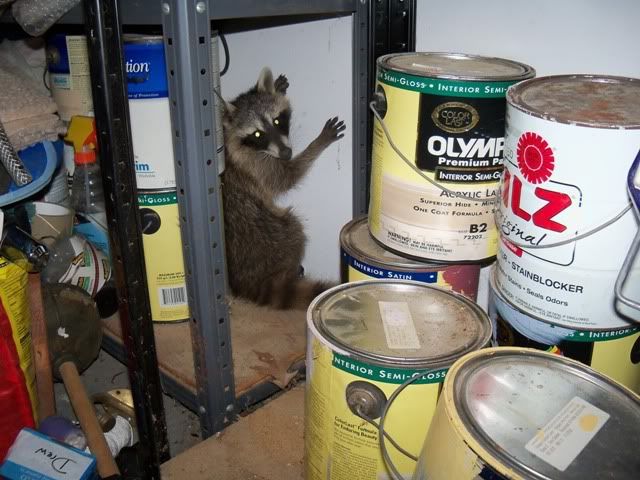 AugustLubbockracoon.jpg