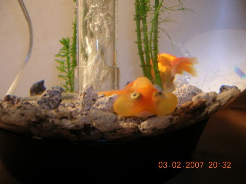 Rip Goldfish