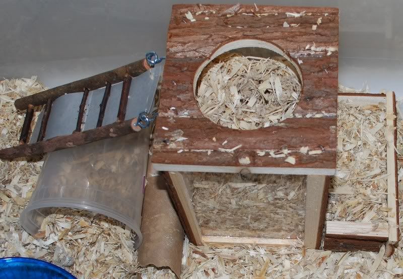 hamster digging tower