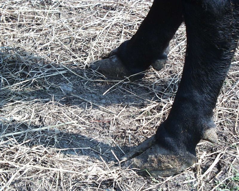 Long hooves on an auction buy....what now? - Cattle