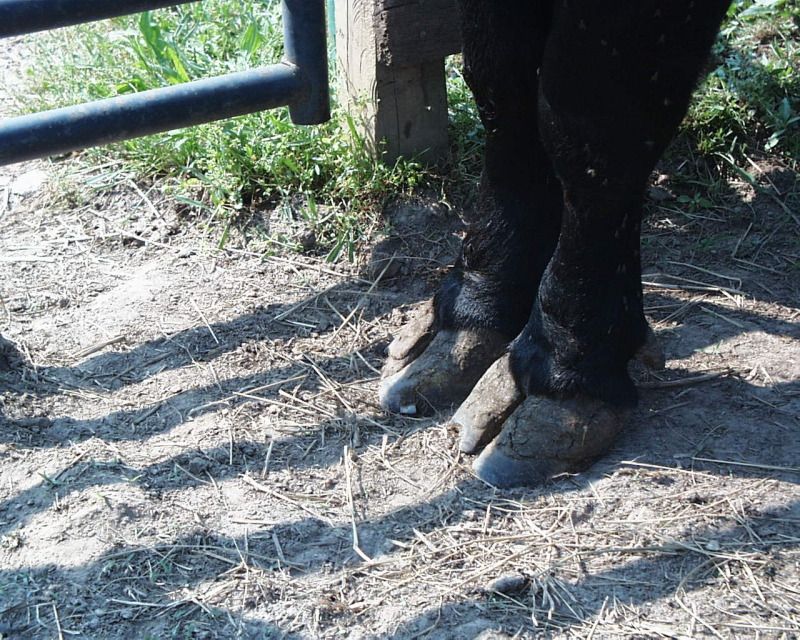 Long hooves on an auction buy....what now? - Cattle