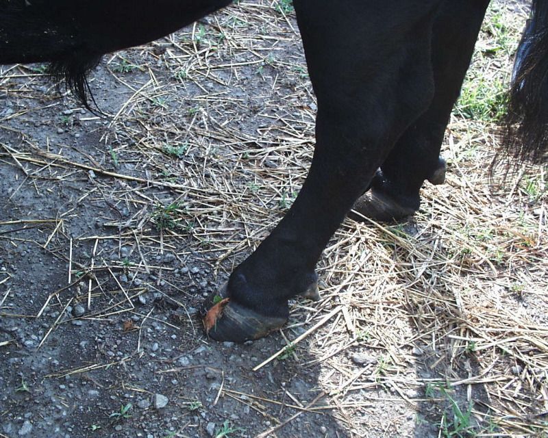 Long hooves on an auction buy....what now? - Cattle