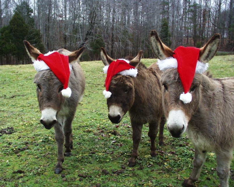 Merry Christmas and Happy New Year - Cattle