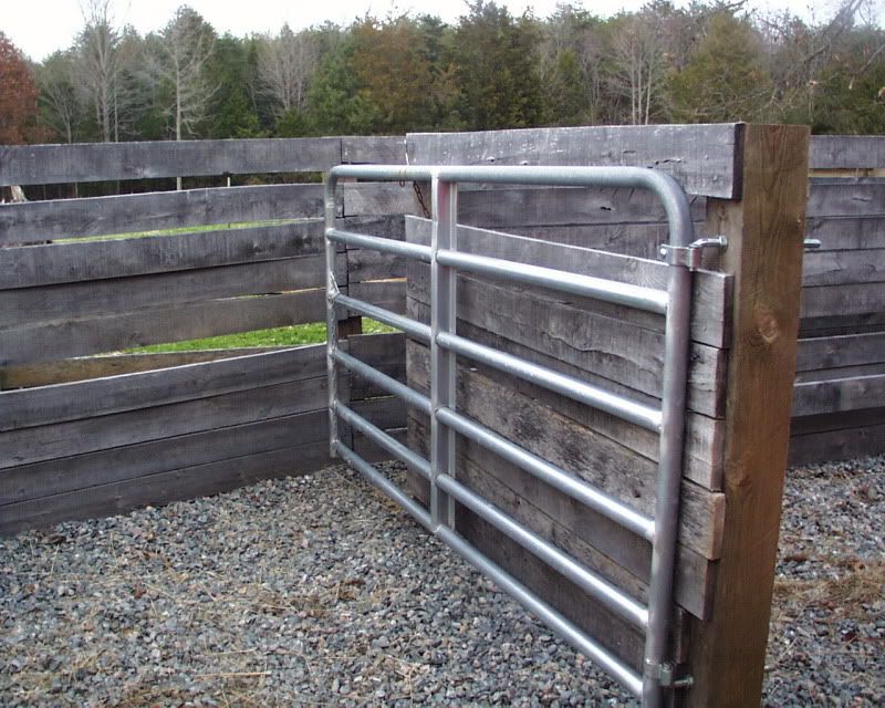 Chute length? - Cattle