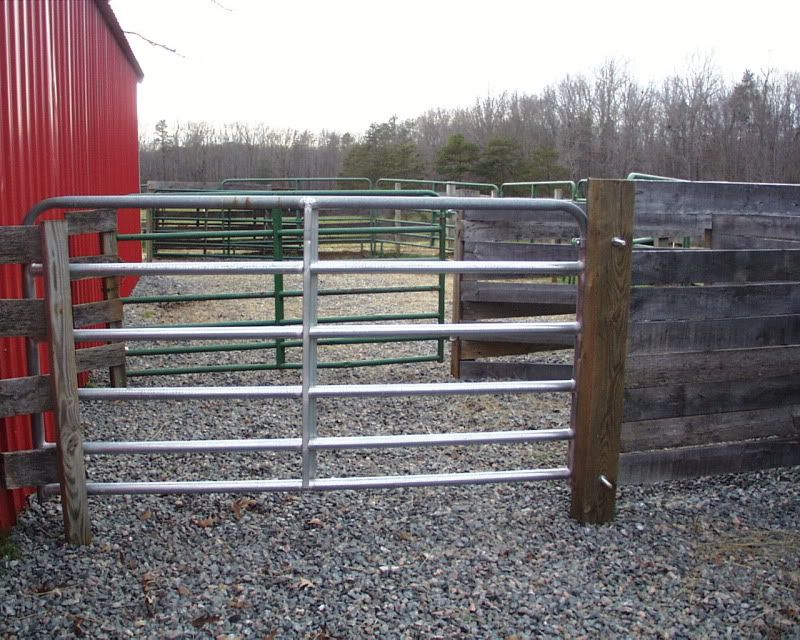 Chute length? - Cattle