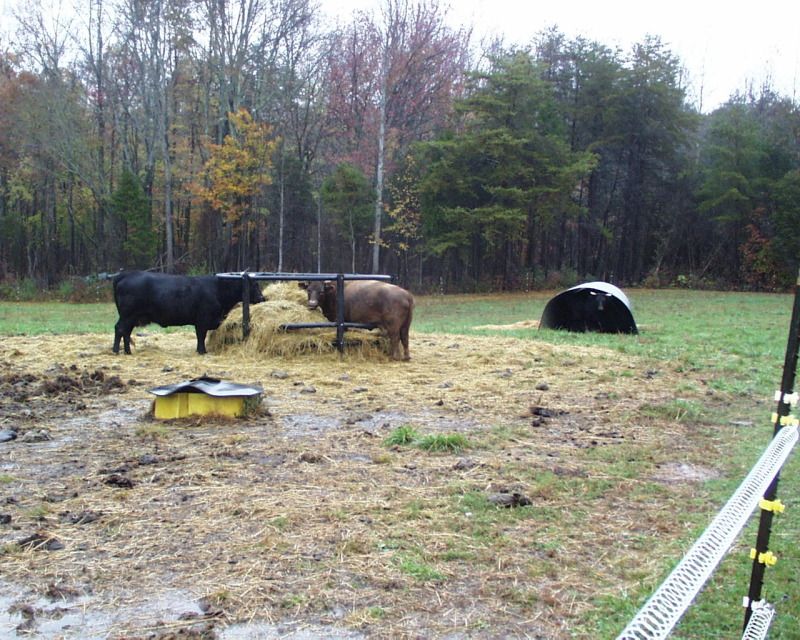 Hurricane Sandy - Cattle