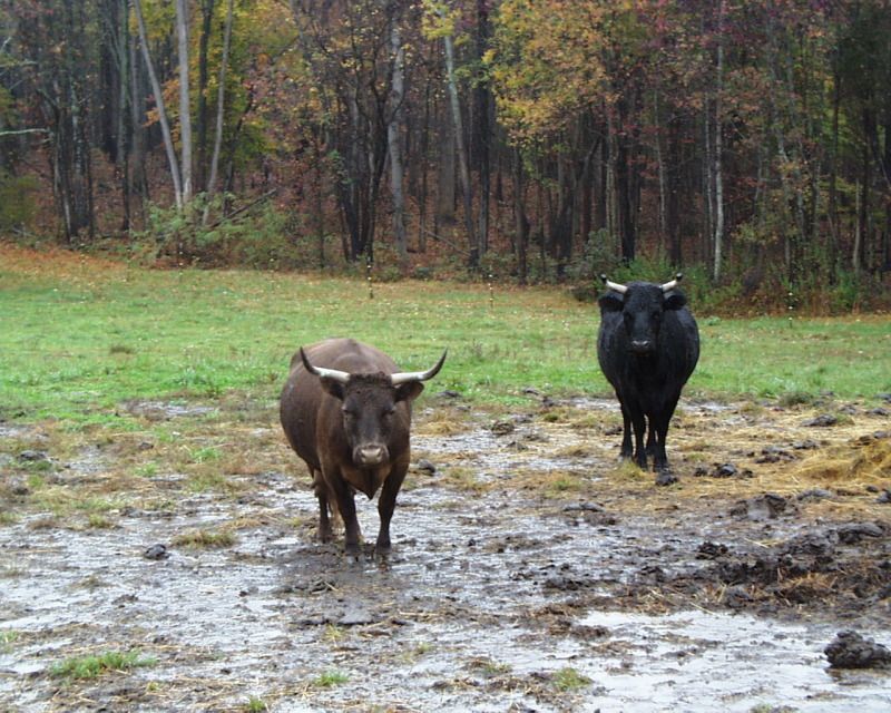 Hurricane Sandy - Cattle