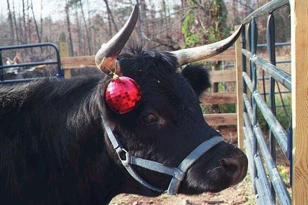 Merry Christmas and Happy New Year - Cattle
