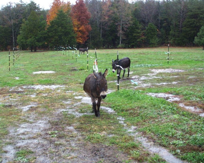 Hurricane Sandy - Cattle