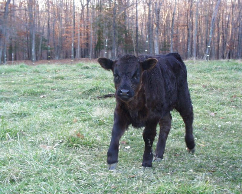 Last Calf for 2012 Finally Arrived - Cattle