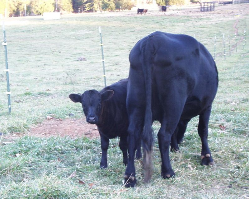 Last Calf for 2012 Finally Arrived - Cattle