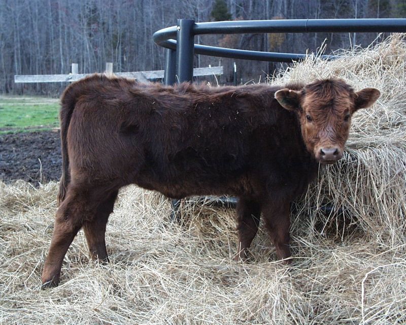 I think this will be my new Dexter heifer - Cattle