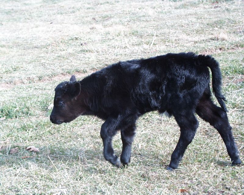 Last Calf for 2012 Finally Arrived - Cattle