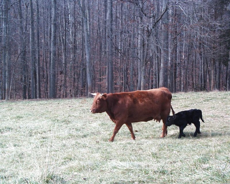 Last Calf for 2012 Finally Arrived - Cattle