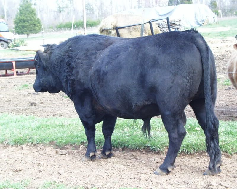 Silly question about dexters - Cattle