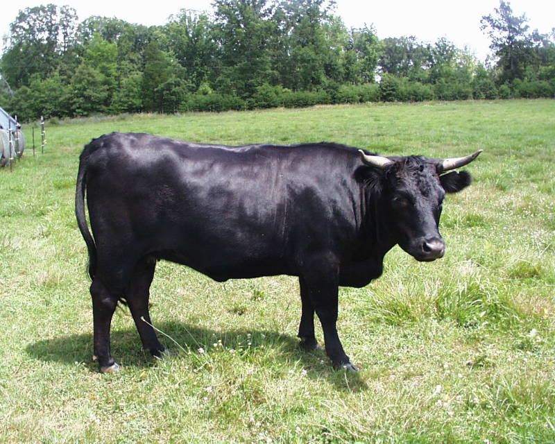 Silly question about dexters - Cattle