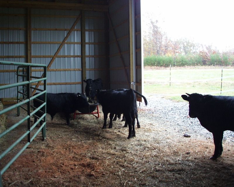 Hurricane Sandy - Cattle