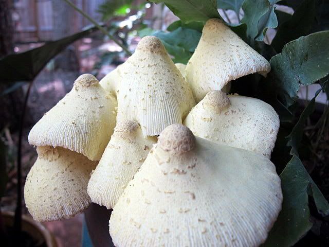 mushrooms001.jpg