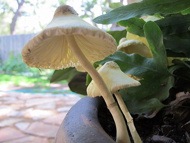 mushrooms012.jpg