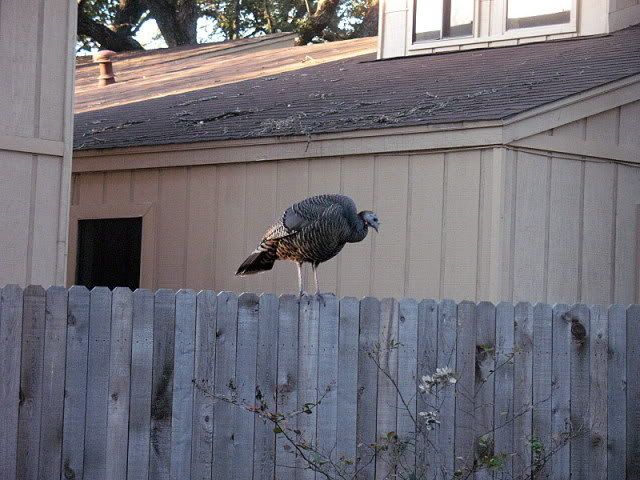 turkeyvisitor001.jpg