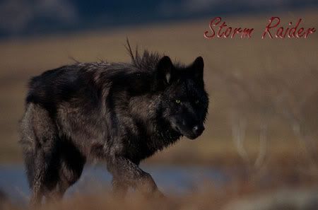 stormraider.jpg