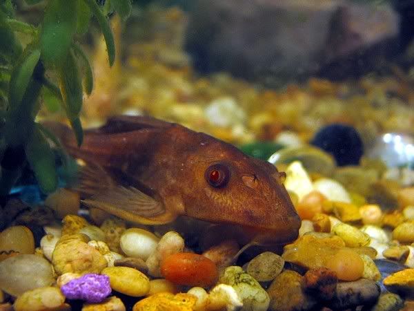 Albino Chocolate Pleco