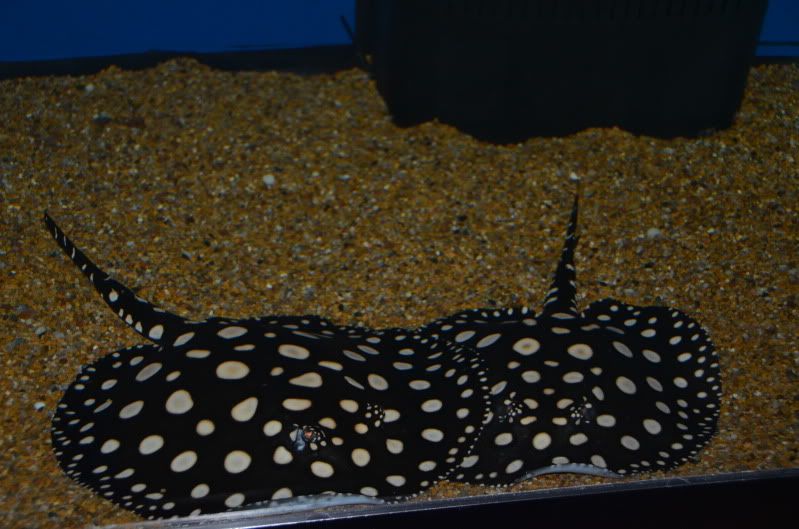 DSC_0978.jpg