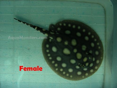 P13_female_002.jpg