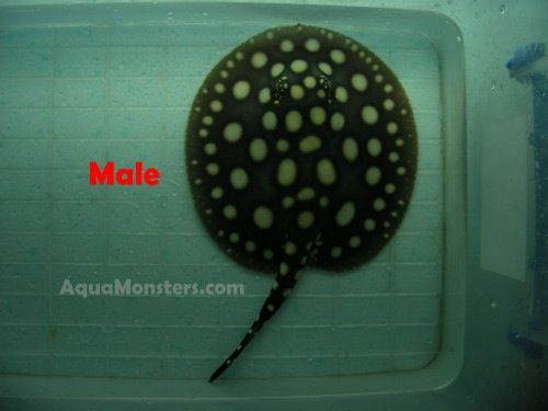 P13_male_002.jpg