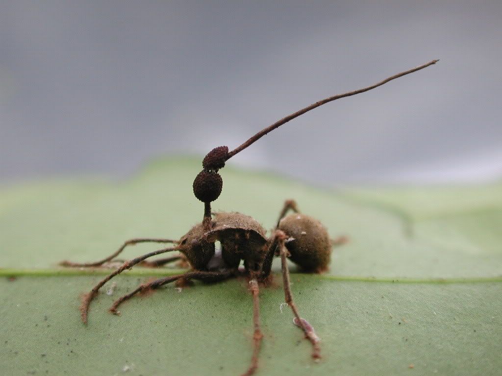 [http://img.photobucket.com/albums/v308/Echoness101/cordyceps-unilateralis.jpg]