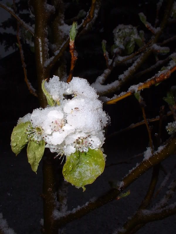 Ornamental pear tree blooms, covered in snow. Enjoying warm weather where you are? Enjoy it for me, too!