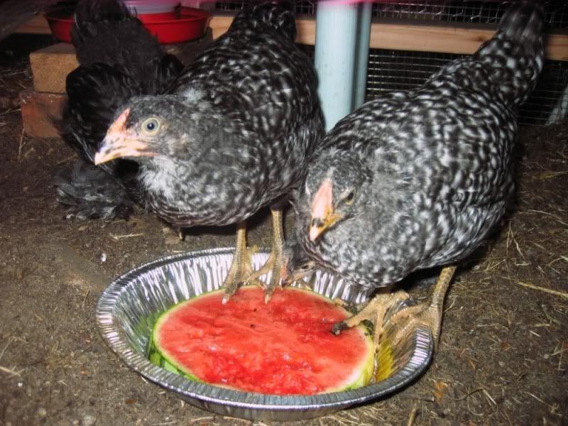 My chickens LOVE cantaloupe! BackYard Chickens Learn How to Raise