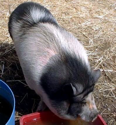 Questions about potbelly & farm pig butchering and size - Pigs