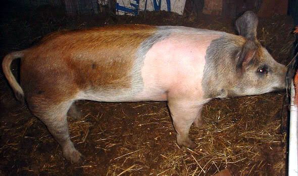 Questions about potbelly & farm pig butchering and size - Pigs