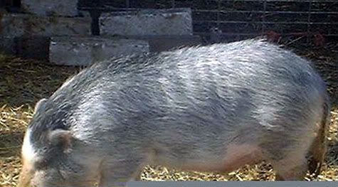 Questions about potbelly & farm pig butchering and size - Pigs